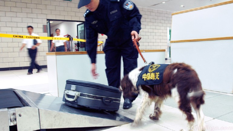 中国海关将引入“嗅钱犬”.jpg