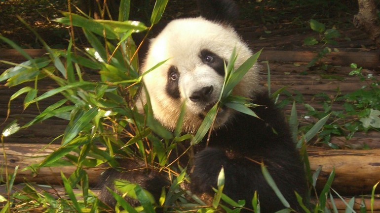 Giant Panda conservation.jpg