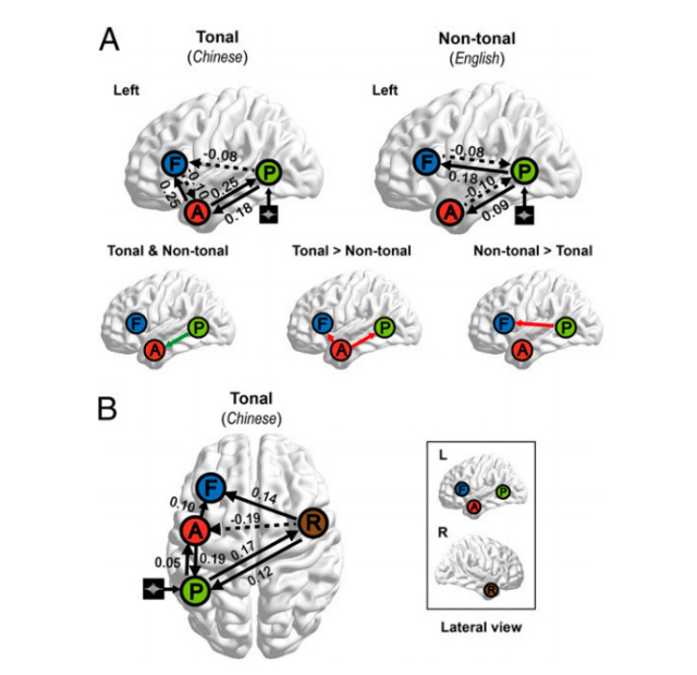 Chinese speakers use more of their brain than English speakers.jpg