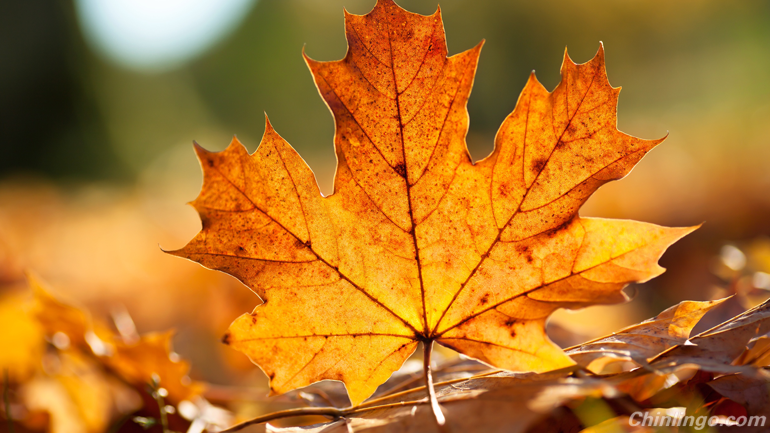 autumn in china, learning chinese