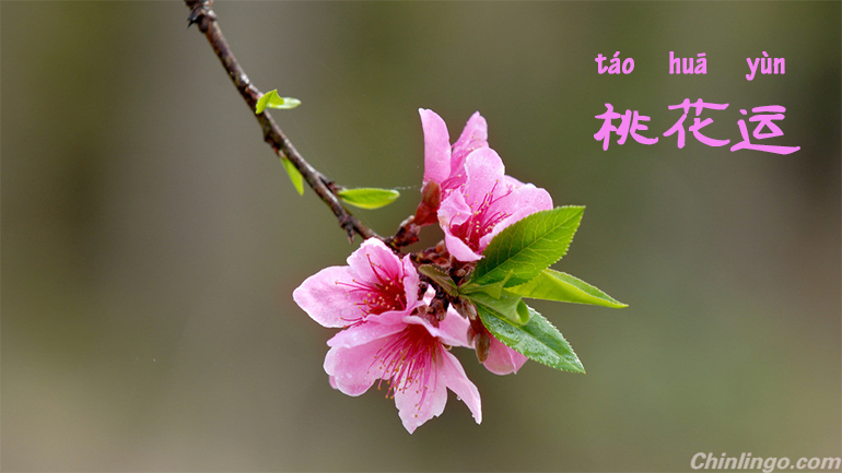 桃花运.png