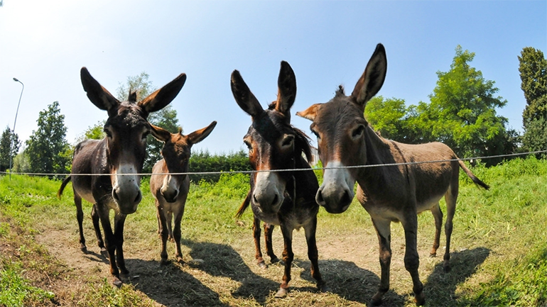 donkey gelatin