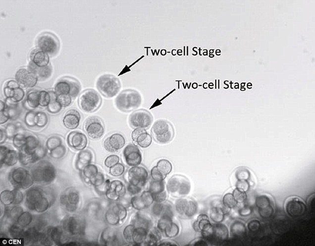 mouse embryo, mammals reproduction in space