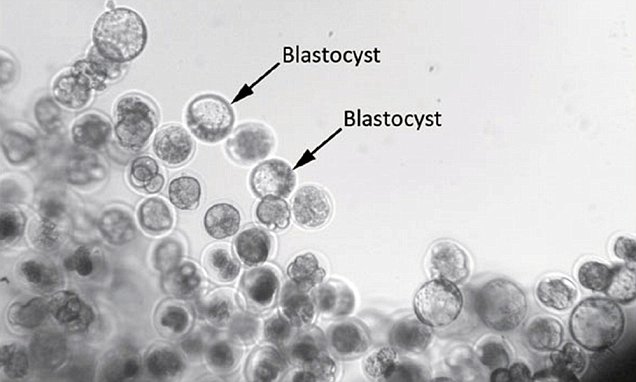 mouse embryo, mammals reproduction in space