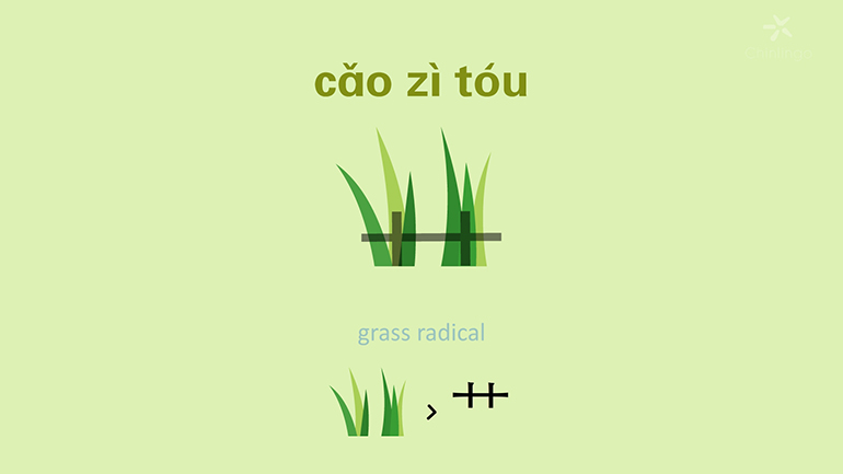 chinese radicals, learn chinese, cao zi tou