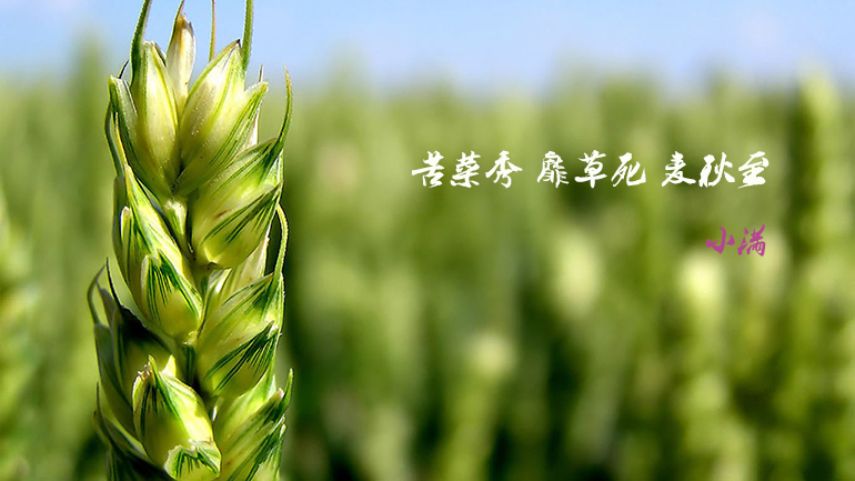 solar term, grain buds, xiaoman