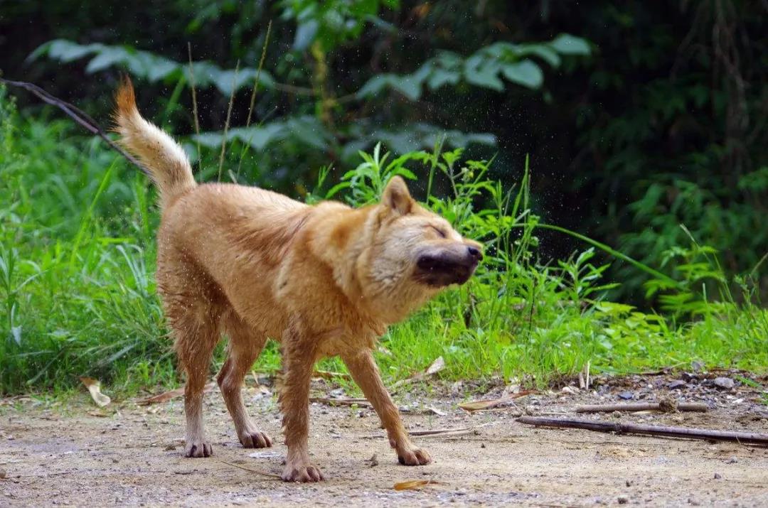 chinesedog07 Chinlingo